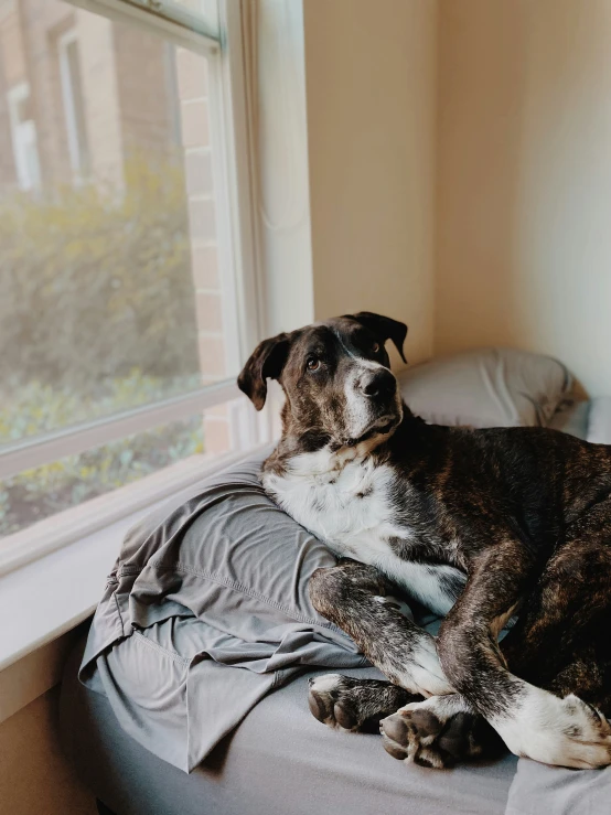 a dog laying on a bed near a window