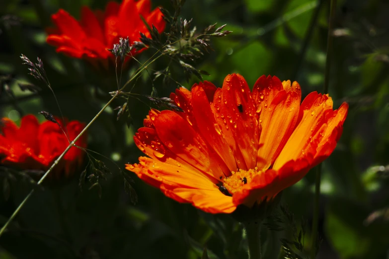 some pretty orange flowers in a garden