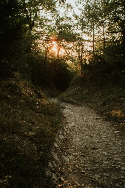 a pathway is surrounded by trees on a sunny day