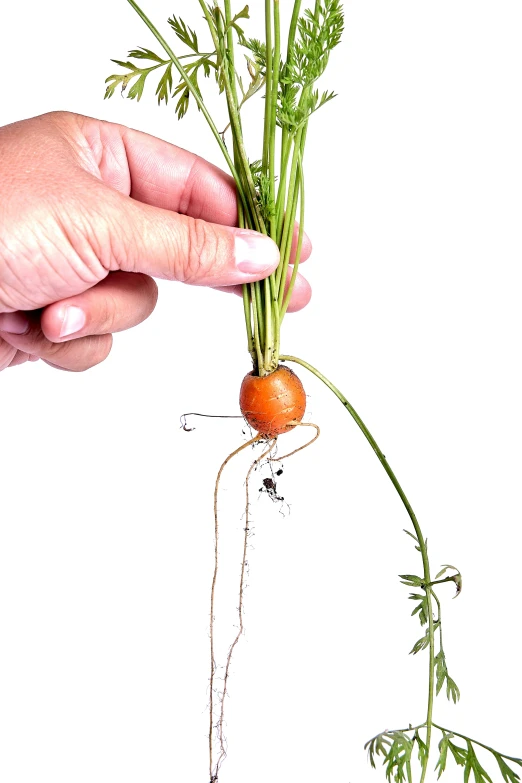 hand holding a carrot up to the top of it's roots