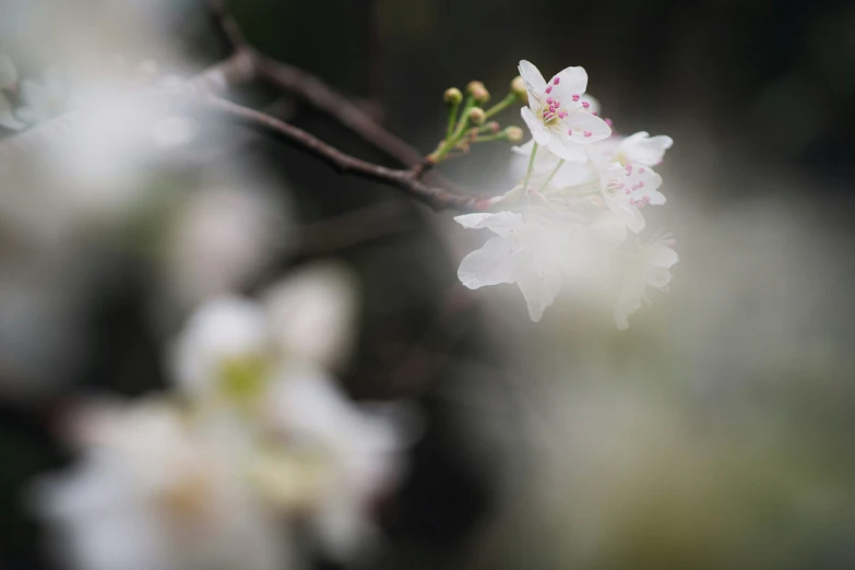 a blurry background of white flowers hanging from a tree