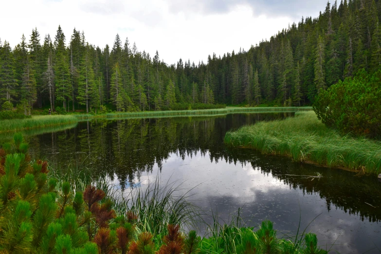 trees stand on either side of a large lake