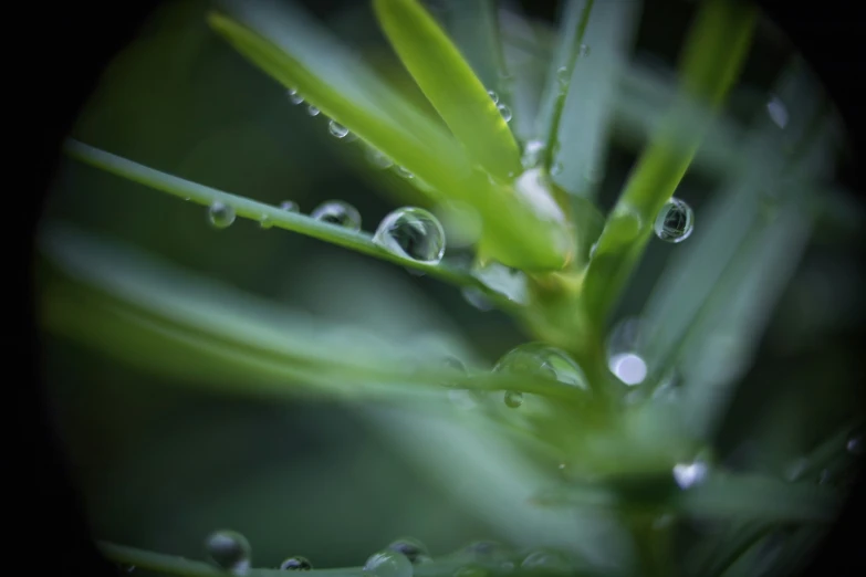 a green plant is covered with dew