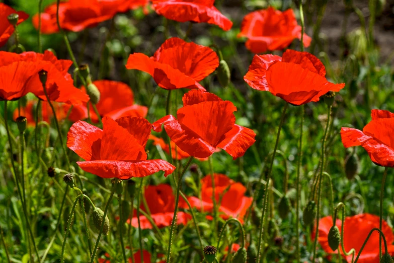 red poppy flowers are growing in the grass