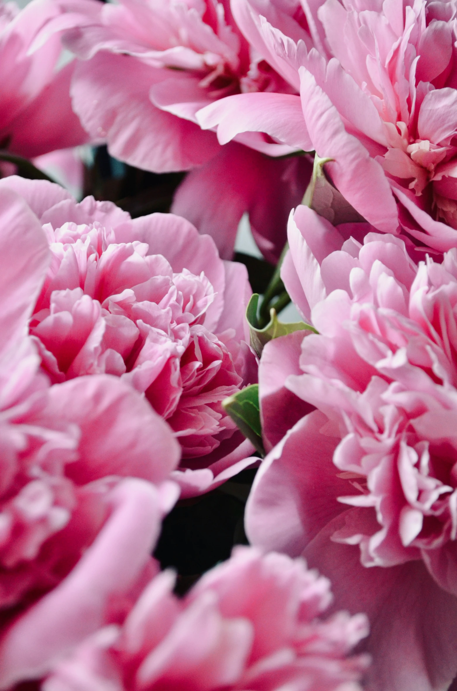 a close up image of pink flowers that are blooming