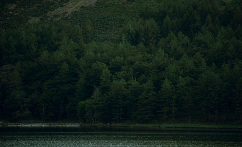 some trees in a wooded area by the water