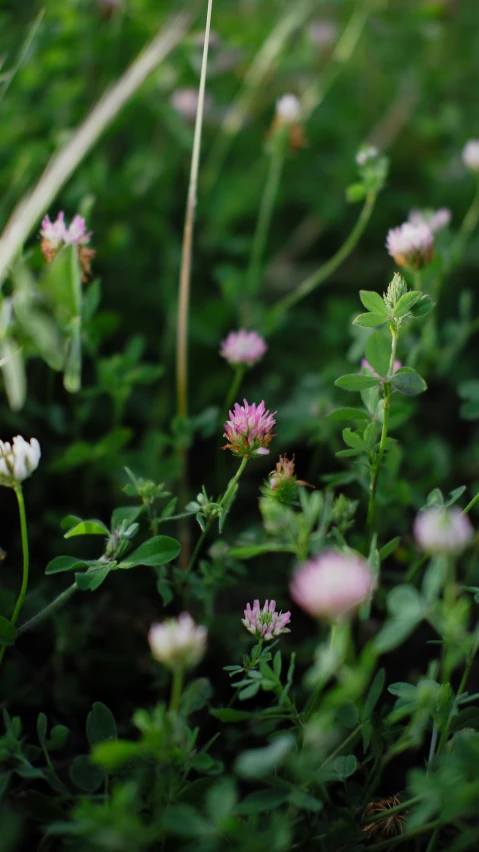 a small group of flowers near the grass