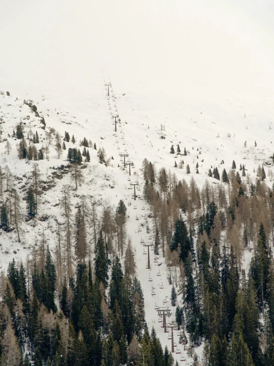 trees are on the top of the snowy mountain