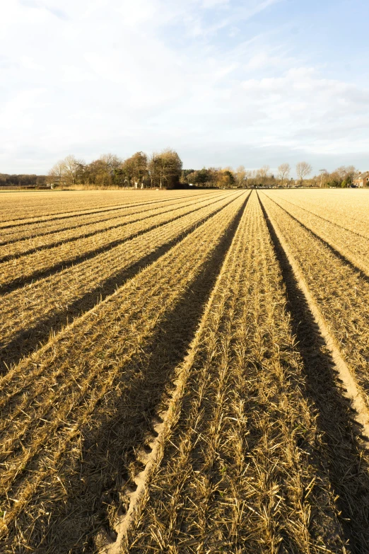 rows of plowed corn field with trees in the background