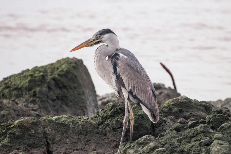 a large bird sitting on top of rocks