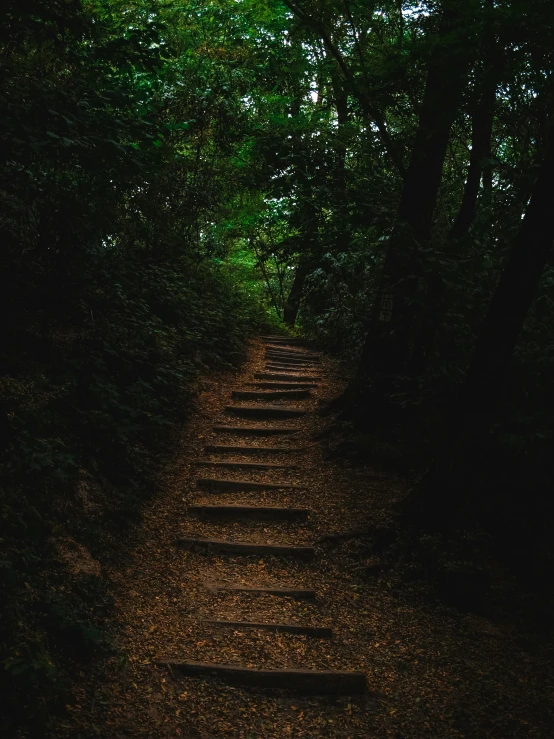 a set of steps leading into the woods