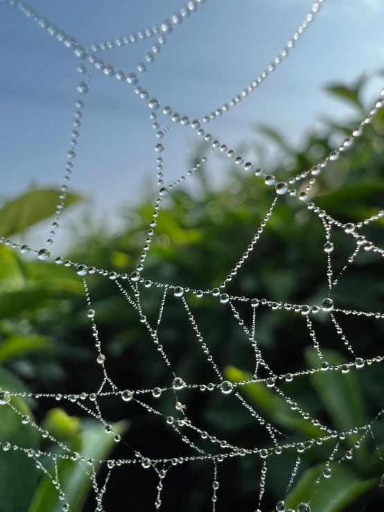 the drops of dew on a plant and in front of the blue sky