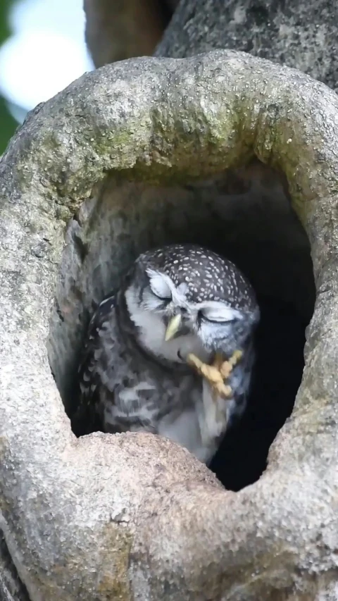 a owl is sitting in a stone structure, in a tree