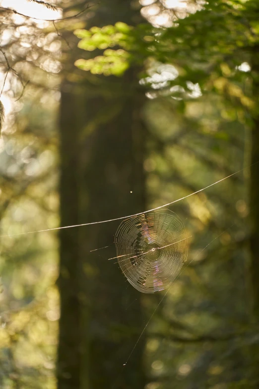 a spider web is sitting on a tree