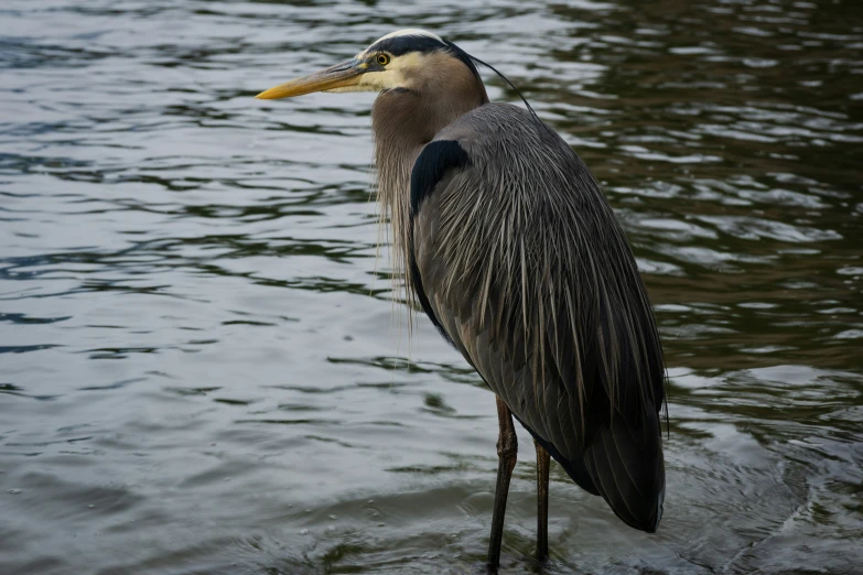 a bird with long legs is standing in the water