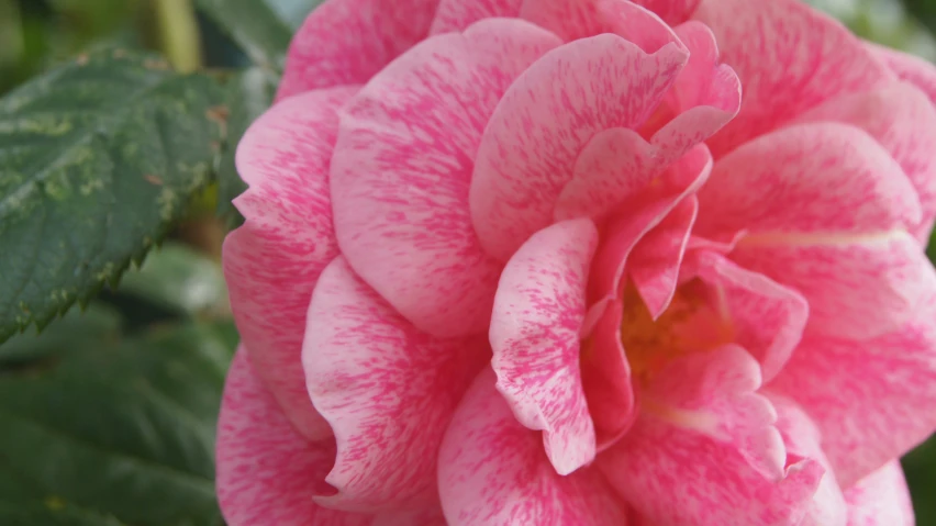 close up s of a pink flower with green leaves