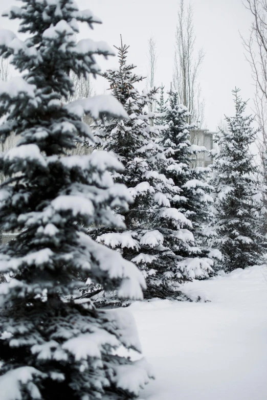 some trees covered in snow in the winter