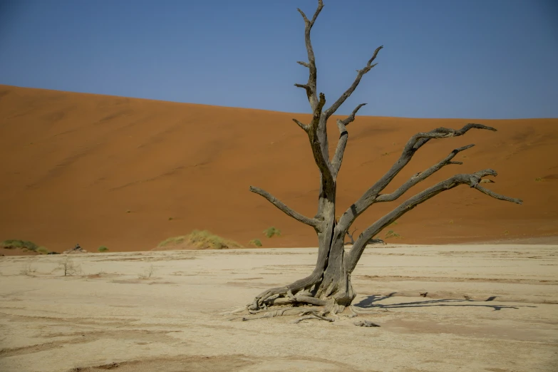 a dead tree in the middle of a sandy desert