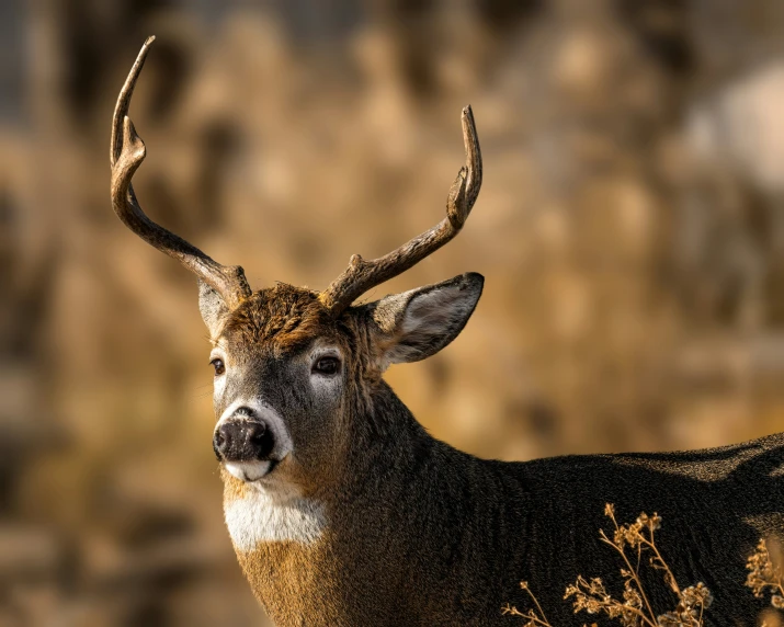 a close up of a deer with antlers on it's head