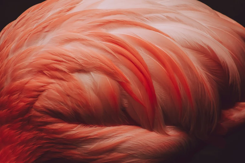 a red flamingo with its head partially covered