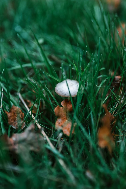 some leaves grass and a white mushroom