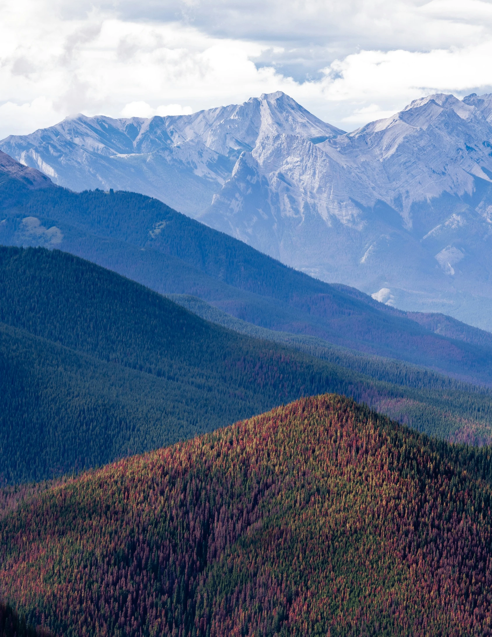 a mountain that has some trees on it