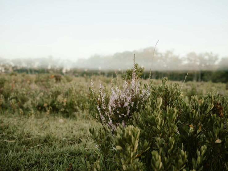 a bush with lots of purple flowers and green leaves