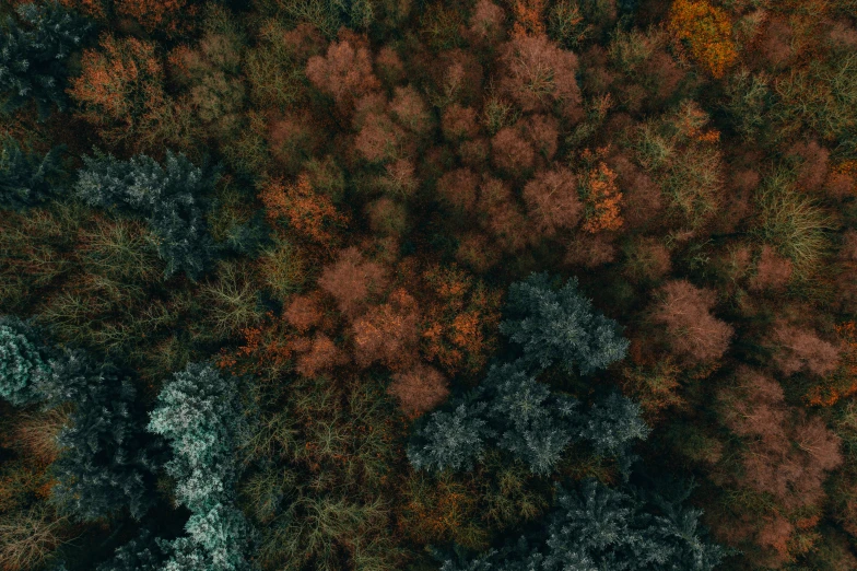 an aerial s of a forest showing autumn leaves