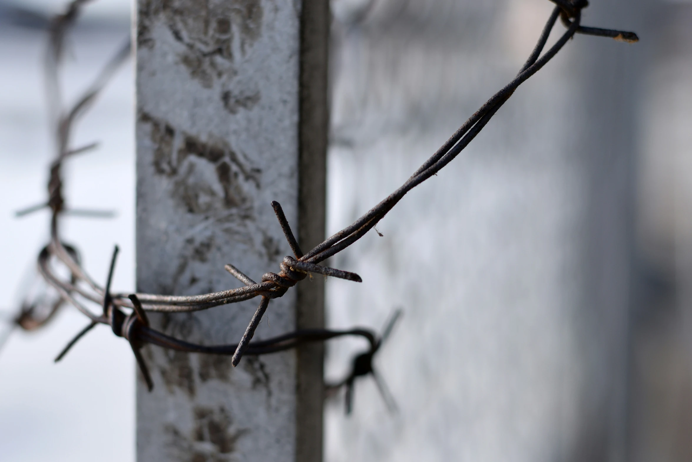 an barbed wire covered by white bark