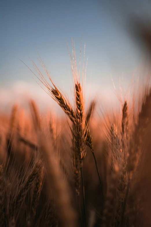 the head of some wheat is almost as tall as the tail