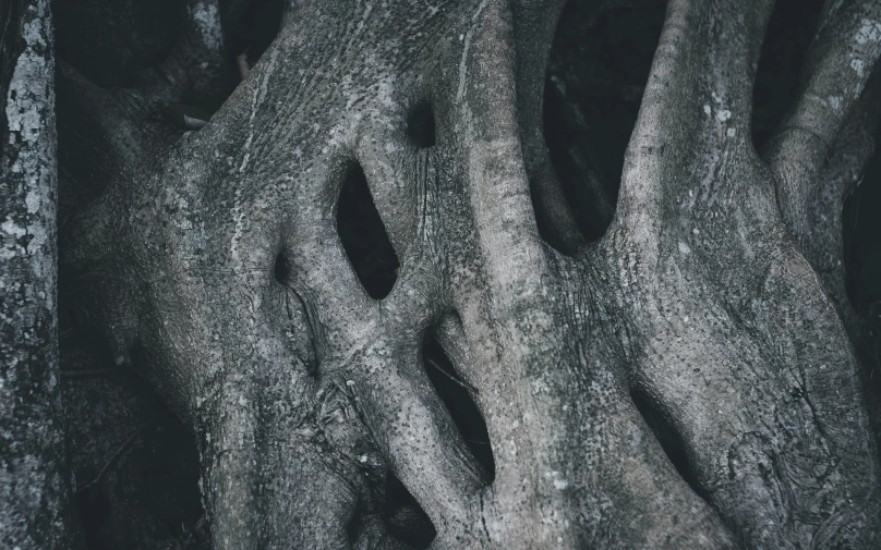 a large tree with twisted trunks standing in front of another tree