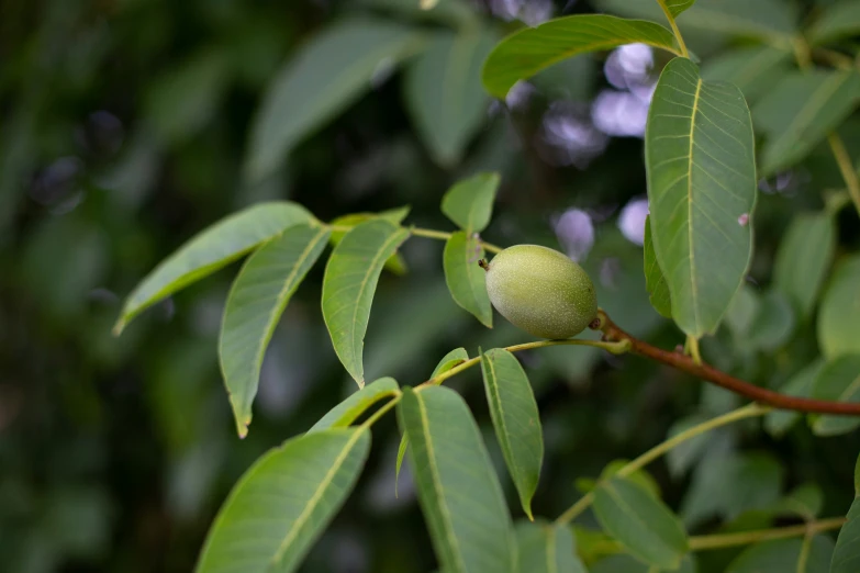 the nut pod is growing on the tree limb