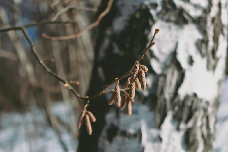 some small tree buds growing out of the bark of the tree