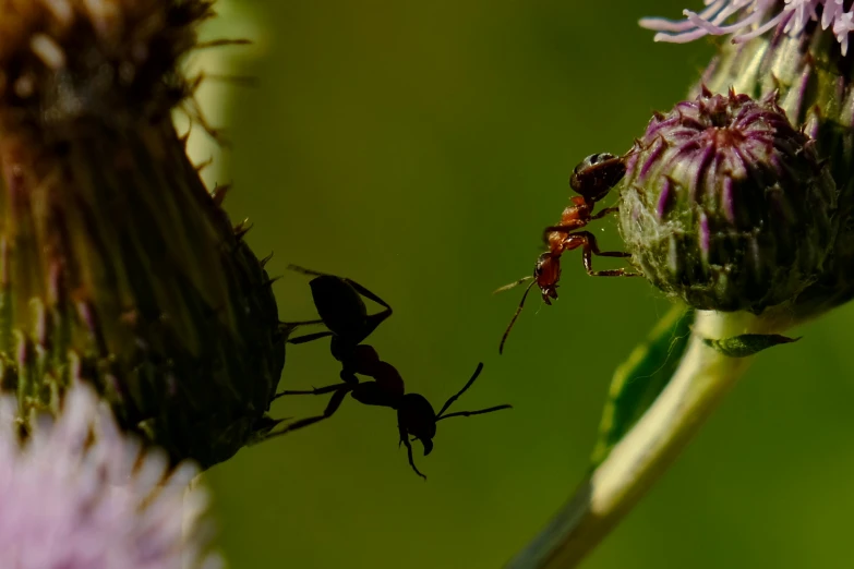 an antler is holding onto a purple flower