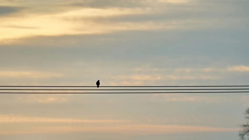 bird on an electric wire with an intense sunset in the background