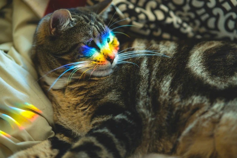 a multi colored kitten laying on top of a bed