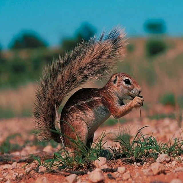 a small squirrel is standing on its hind legs