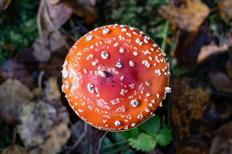 a mushroom is shown on the ground surrounded by green leaves