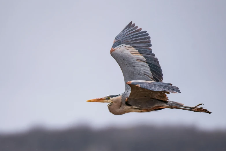 a bird flying in the air with its wings open