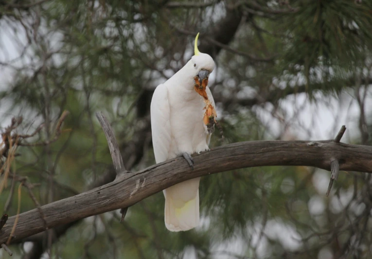 a white bird with bright yellow feathers on a tree nch