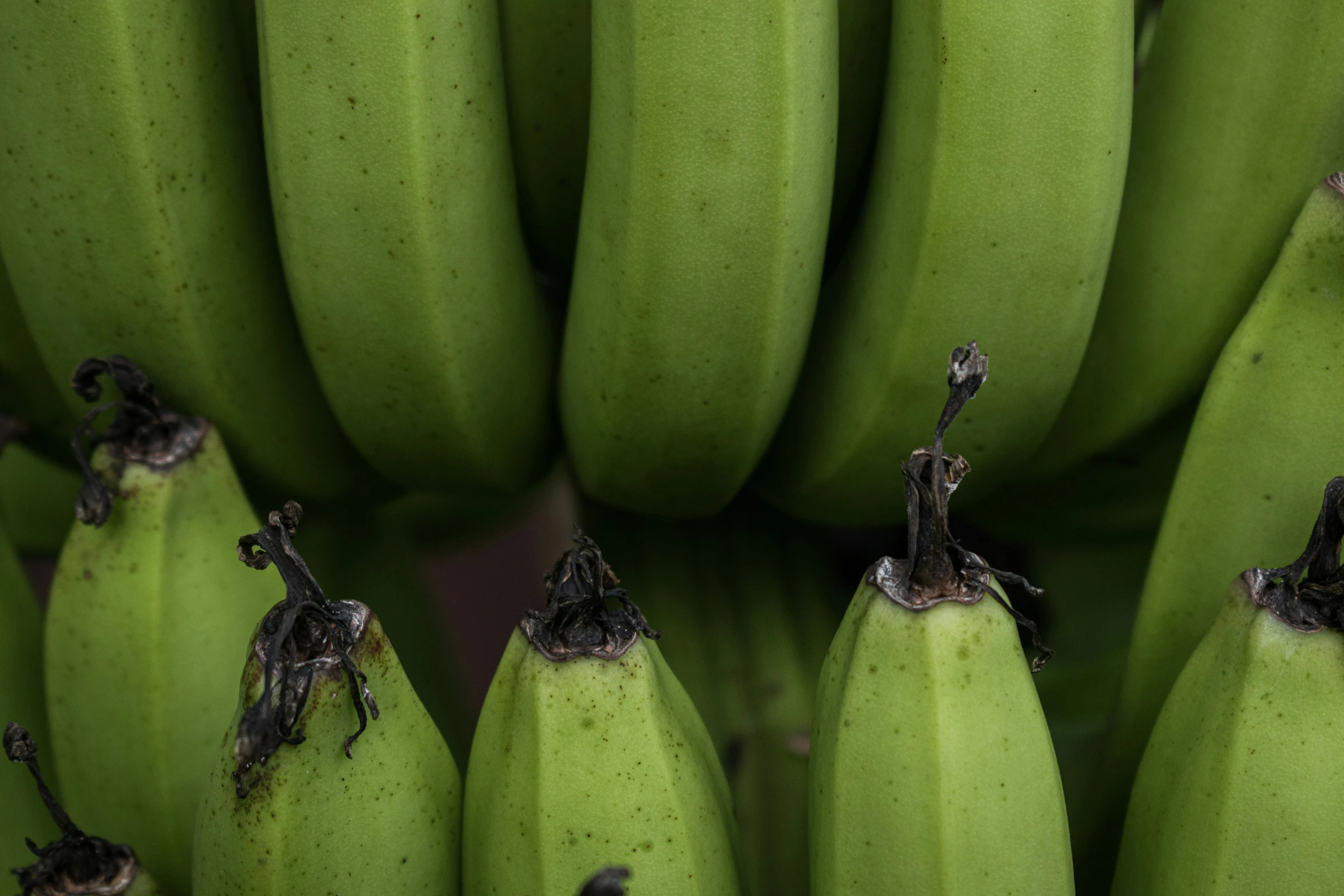 bunches of green bananas in close up with one partially unripe and several on the end