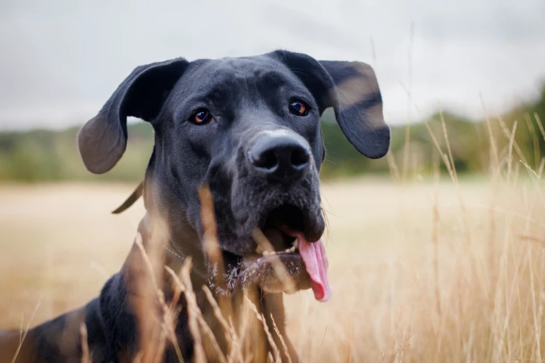 a dog with it's tongue out and sitting in tall grass