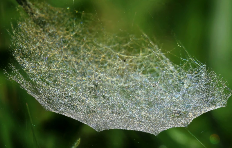 dew on a fern leaf and the sun shining through the leaves