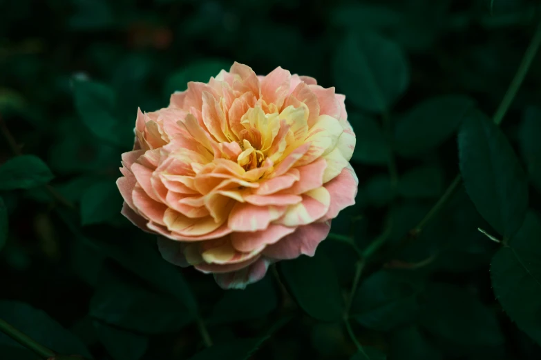 a closeup of a flower with green leaves in the background