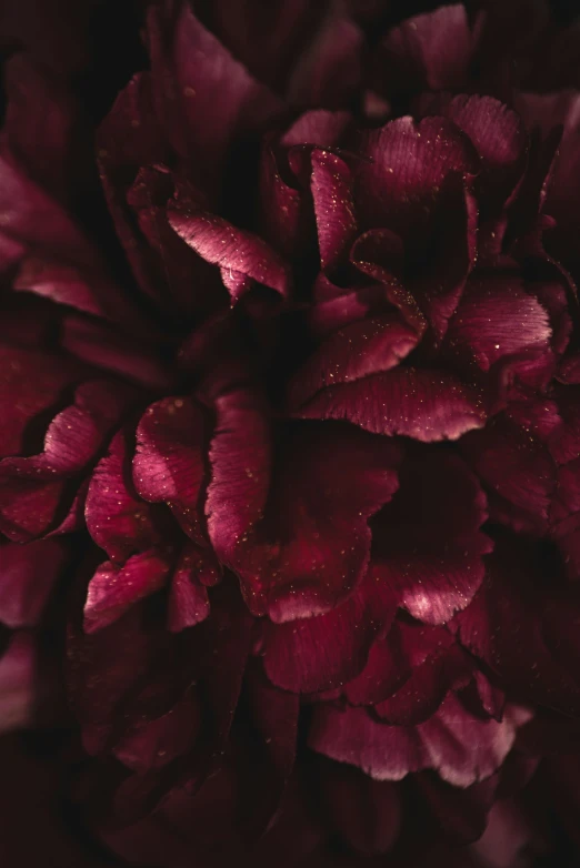 a large pink flower with several petals attached to it