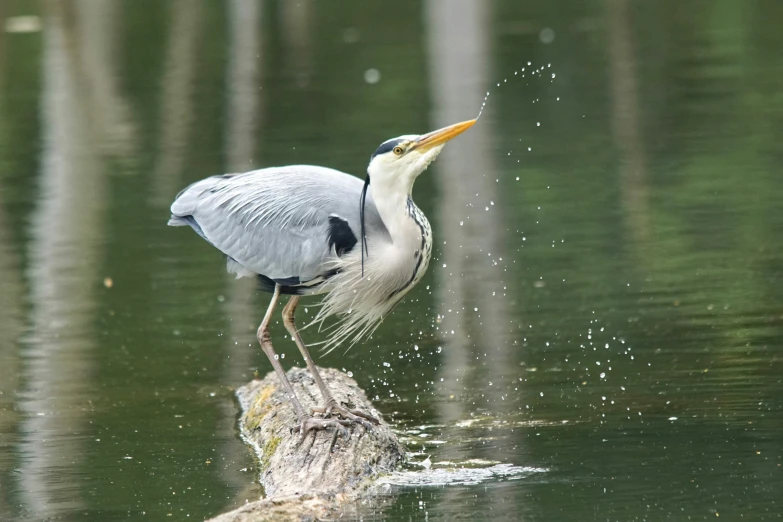 a bird with a long bill stands on a tree nch in the water