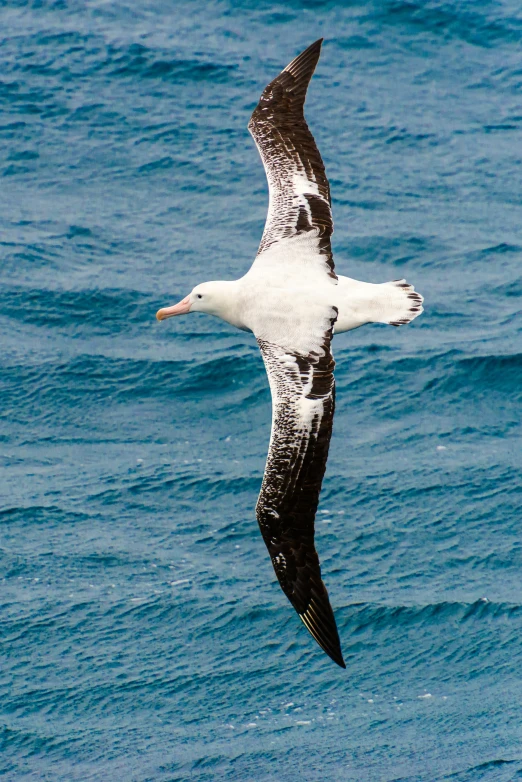 the bird is flying high over the water