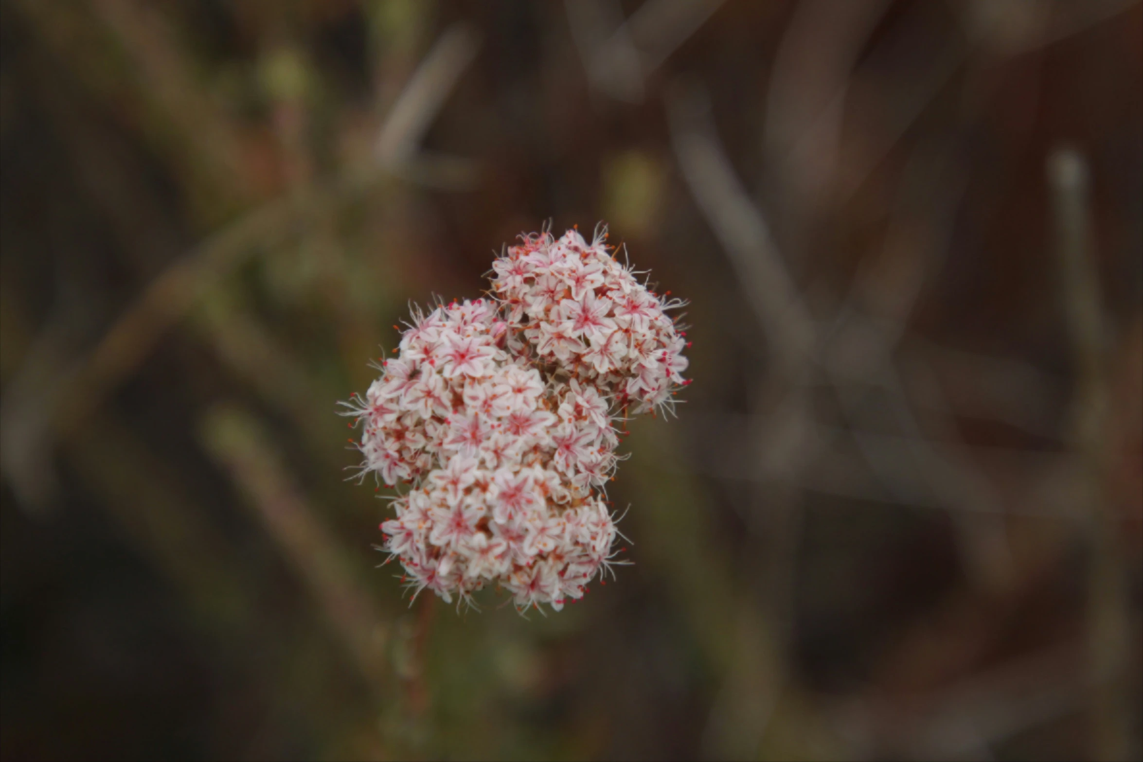 pink flowers that are growing in the dirt