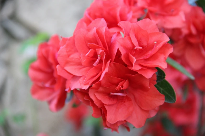 flowers are blooming and very bright red