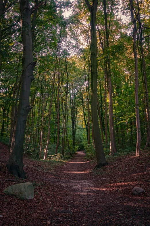 a dirt road surrounded by lots of trees